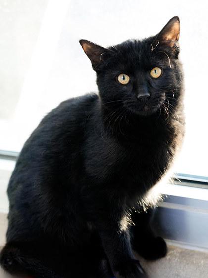 Enlarge Dahl, a Adoptable mixed breed in Longmont, CO image 1/3