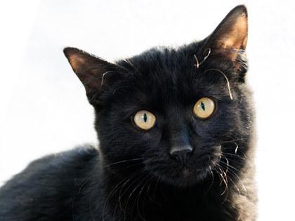 Enlarge Dahl, a Adoptable mixed breed in Longmont, CO image 2/3