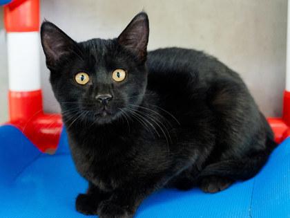 Enlarge Dahl, a Adoptable mixed breed in Longmont, CO image 3/3