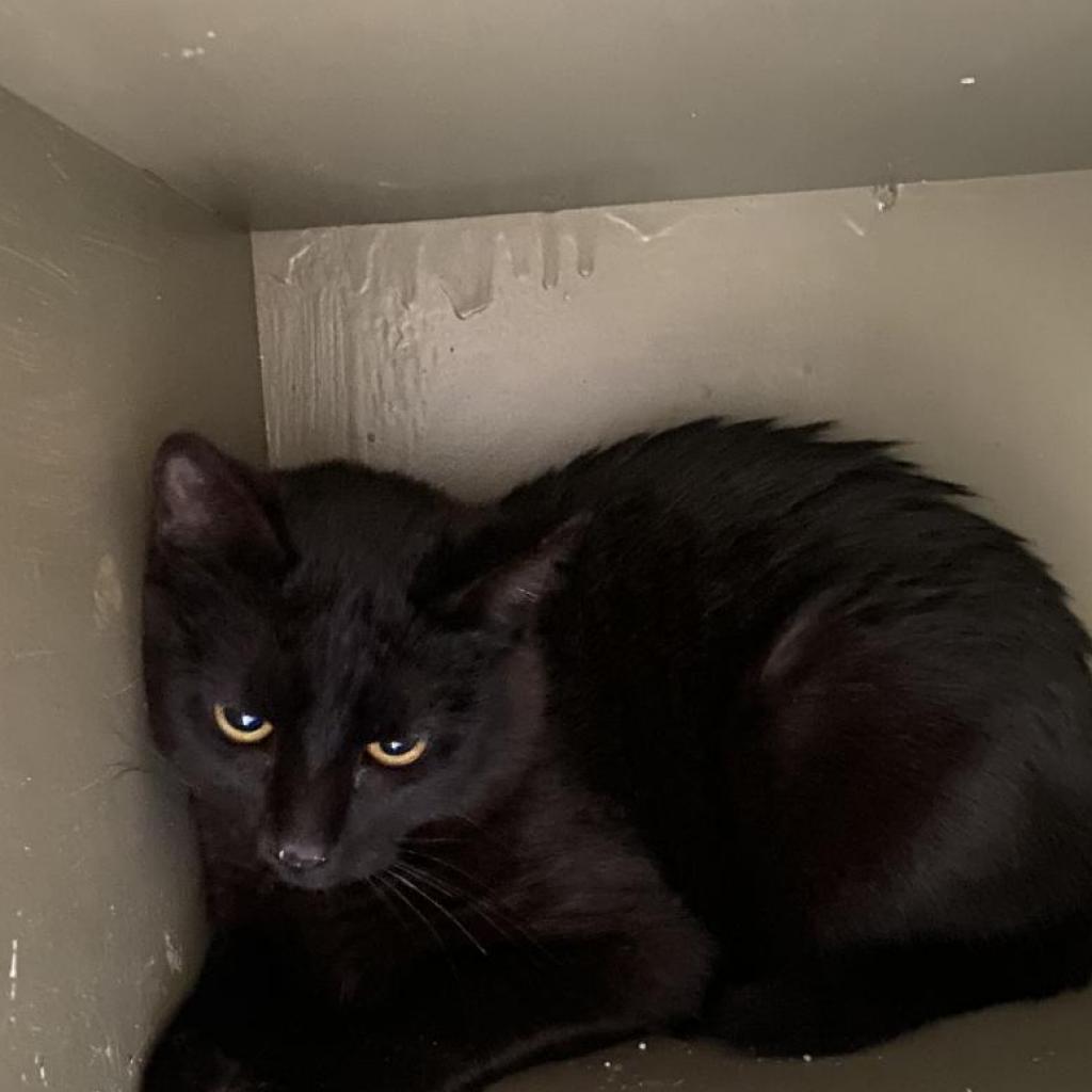 Marble, Adoptable, Adult Male Domestic Short Hair.