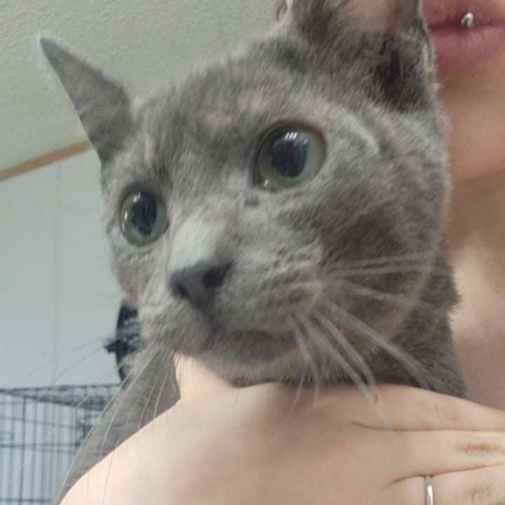 Alexa, Adoptable, Young Male Domestic Short Hair.