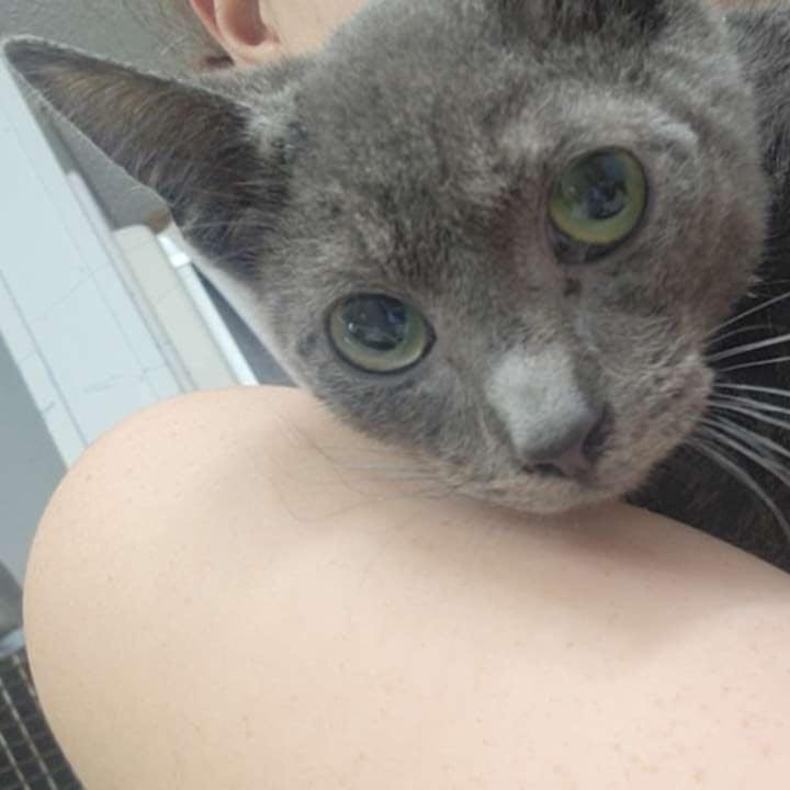 Alexa, a Adoptable Domestic Short Hair in Cosby, TN image 2/2