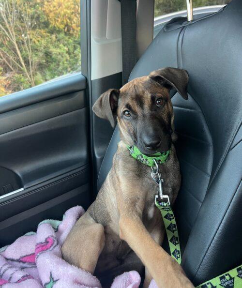 Holes pup: Zig Zag, Adoptable, Puppy Male Mixed Breed.