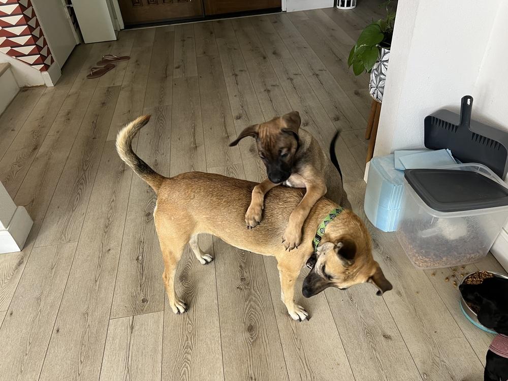 Enlarge Holes pup: Zig Zag, a Adoptable mixed breed in San Diego, CA image 2/6