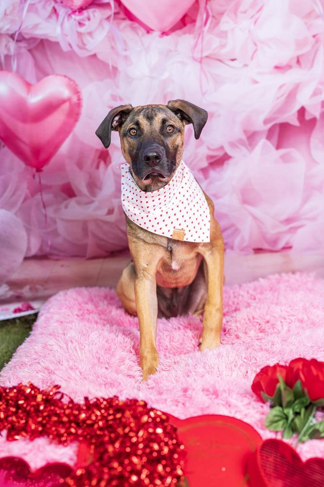 Enlarge Holes pup: Zig Zag, a Adoptable mixed breed in San Diego, CA image 3/6