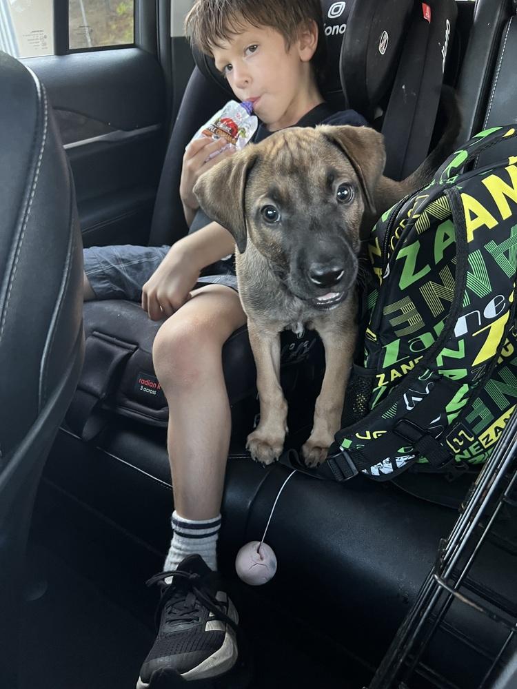 Enlarge Holes pup: Zig Zag, a Adoptable mixed breed in San Diego, CA image 4/6