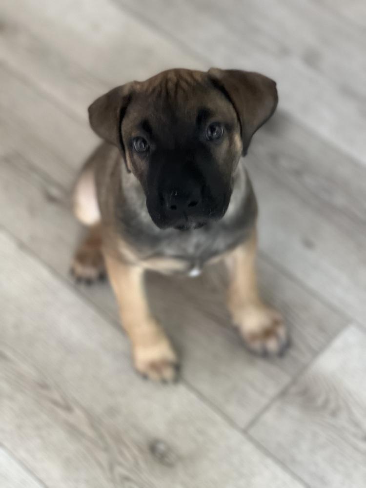 Enlarge Holes pup: Zig Zag, a Adoptable mixed breed in San Diego, CA image 5/6