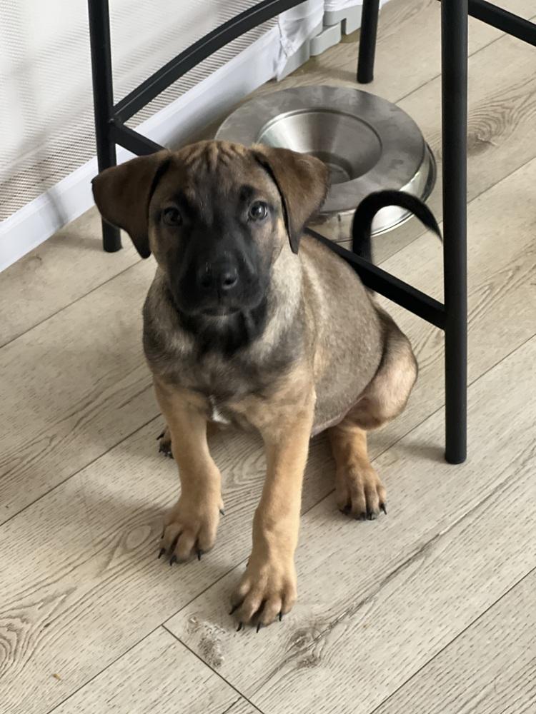 Enlarge Holes pup: Zig Zag, a Adoptable mixed breed in San Diego, CA image 6/6