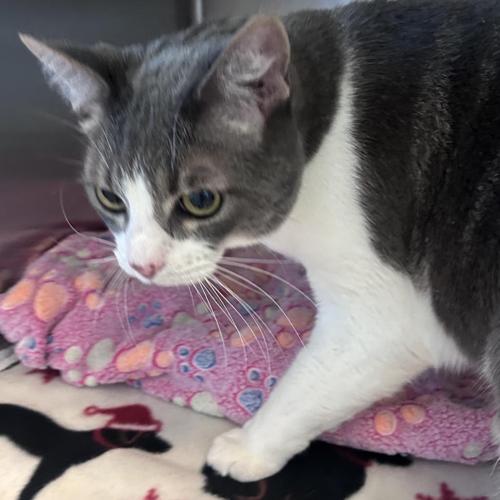 Ray, Adoptable, Senior Male Domestic Short Hair.