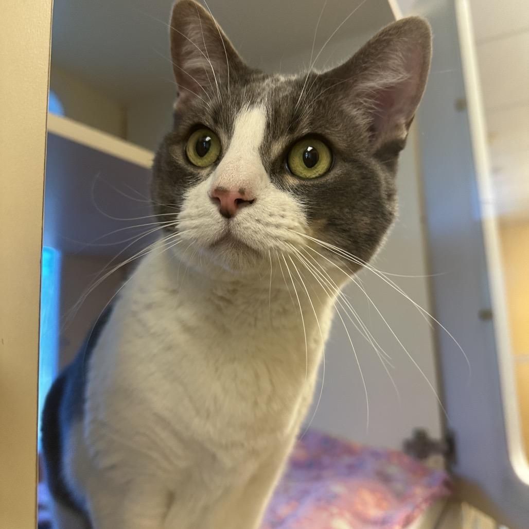 Enlarge Ray, a Adoptable Domestic Short Hair in Norman, OK image 3/4