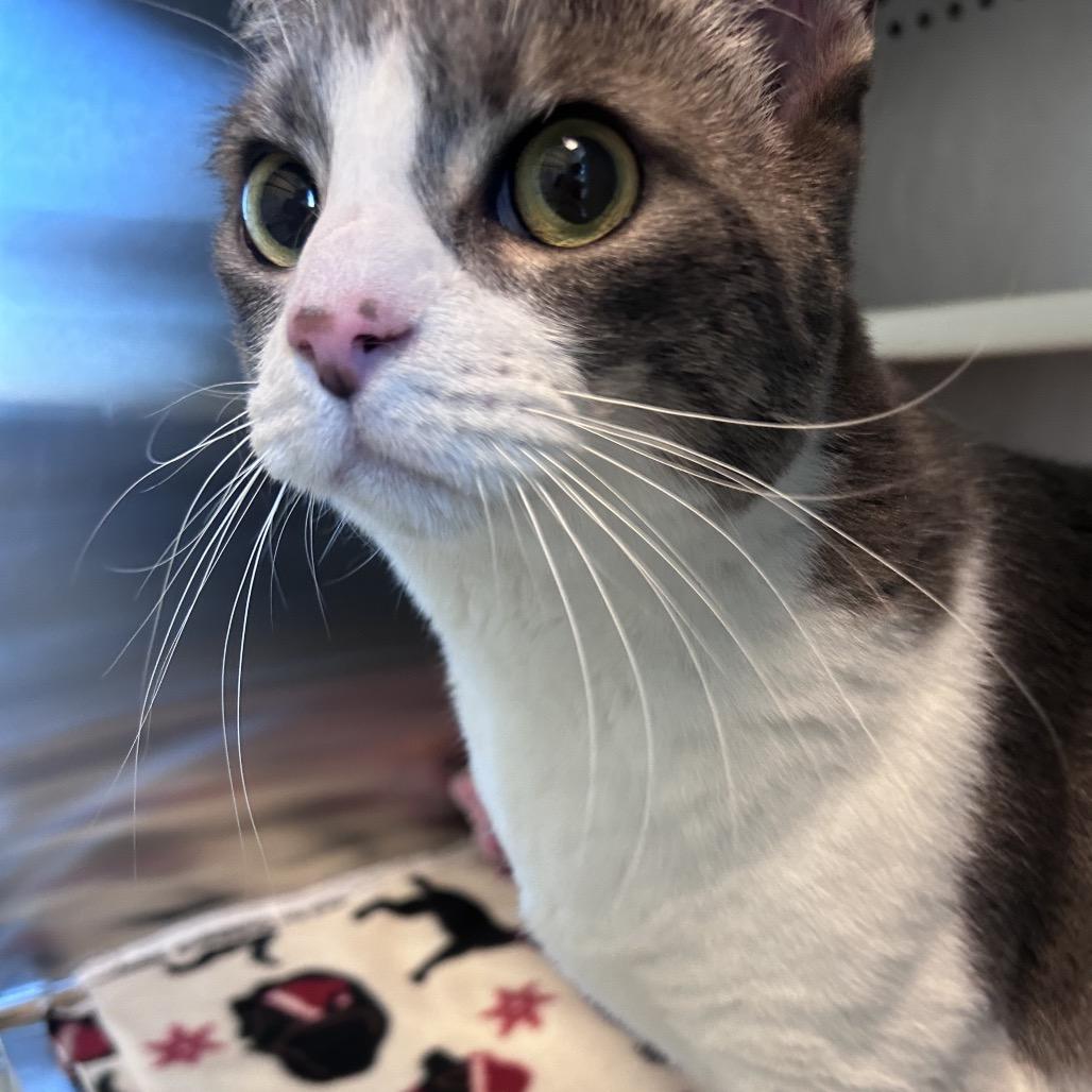 Enlarge Ray, a Adoptable Domestic Short Hair in Norman, OK image 4/4