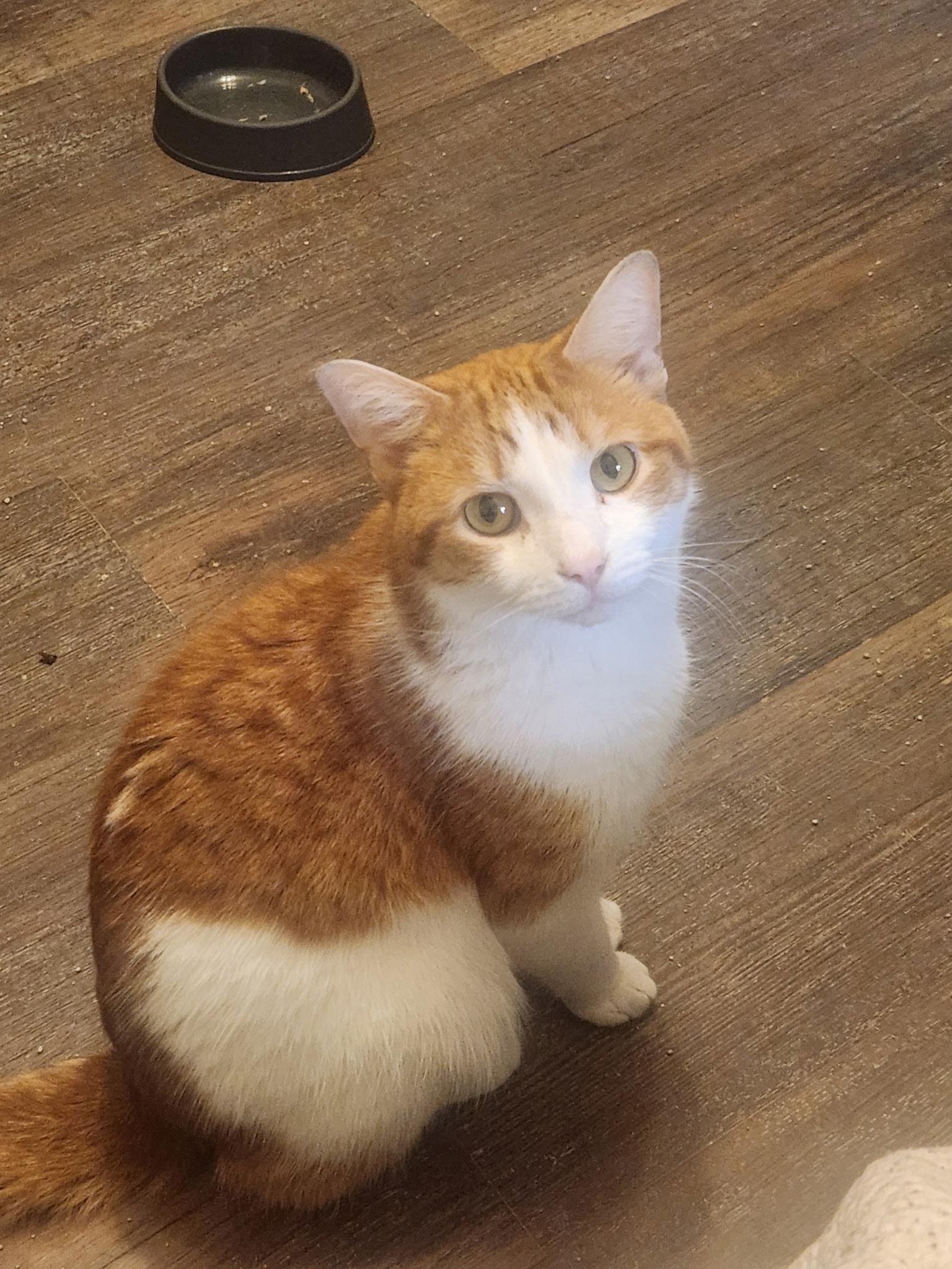 Willie, a Adoptable Domestic Short Hair in Menasha, WI image 1/5