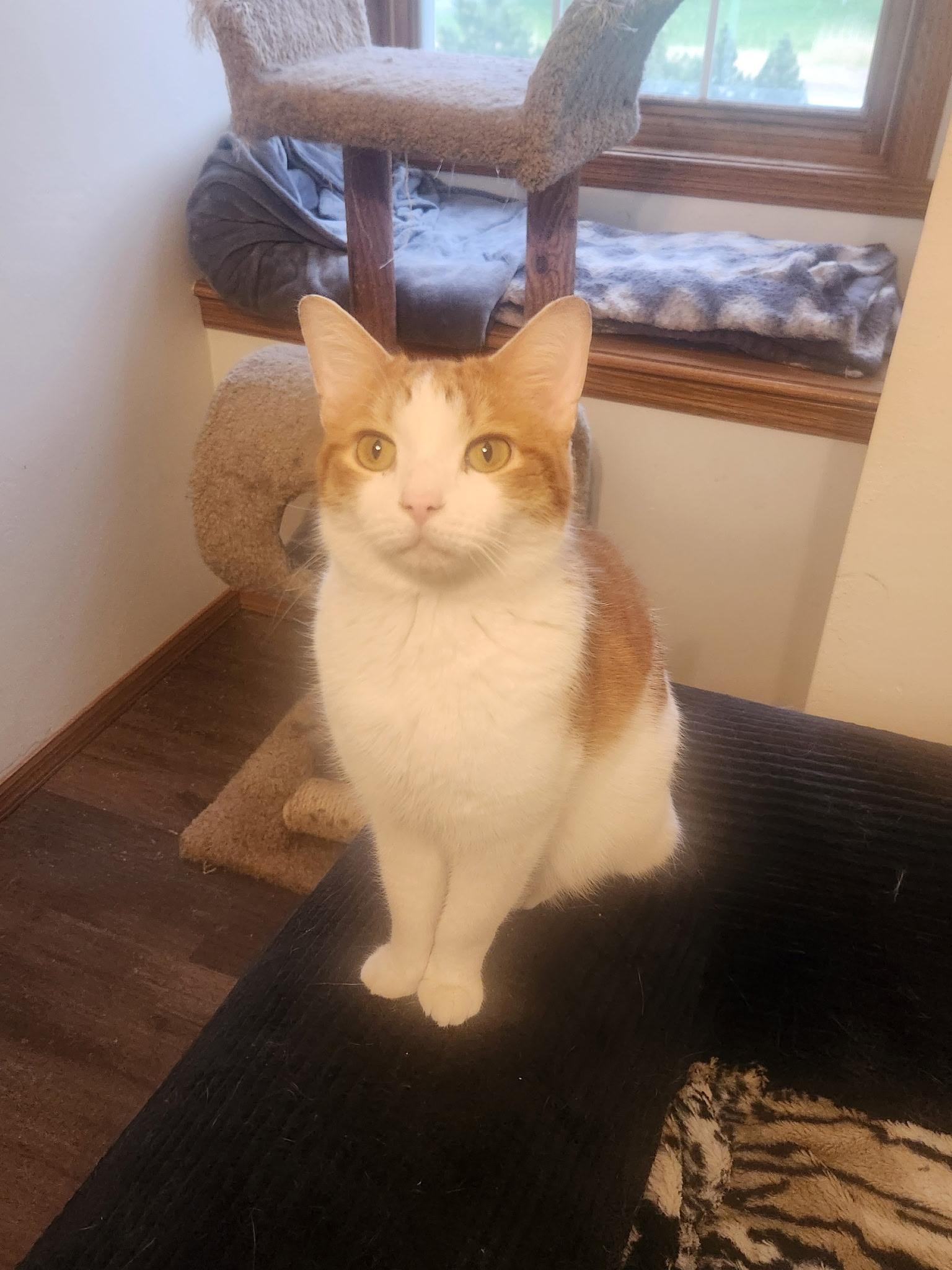 Willie, a Adoptable Domestic Short Hair in Menasha, WI image 5/5
