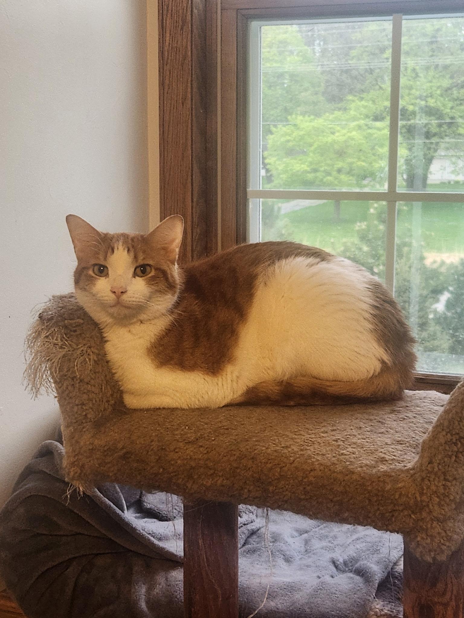 Willie, a Adoptable Domestic Short Hair in Menasha, WI image 2/5