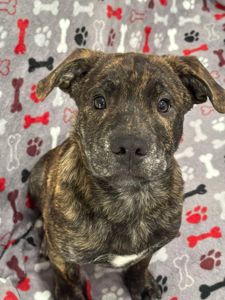 TRITON, Adoptable, Puppy Male Mixed Breed.