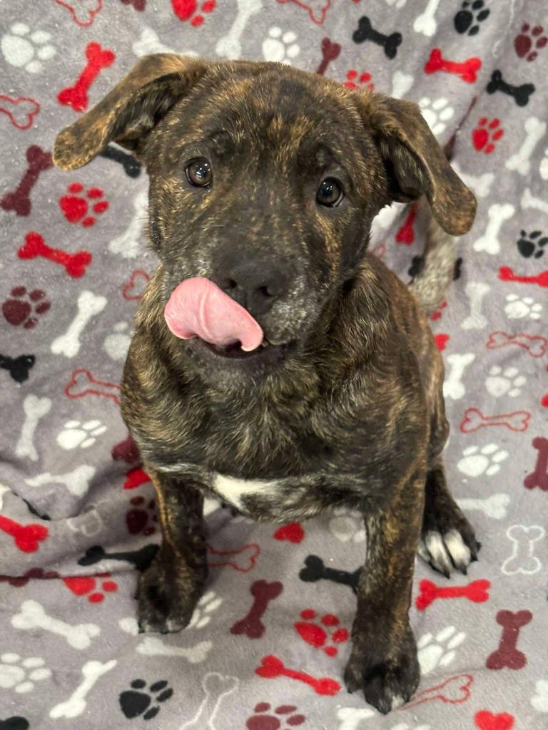 Enlarge TRITON, a Adoptable mixed breed in Warrenton, NC image 2/4