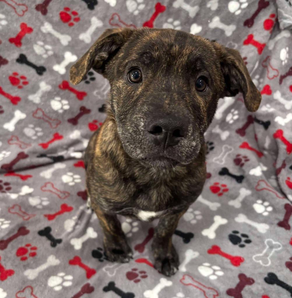 Enlarge TRITON, a Adoptable mixed breed in Warrenton, NC image 3/4