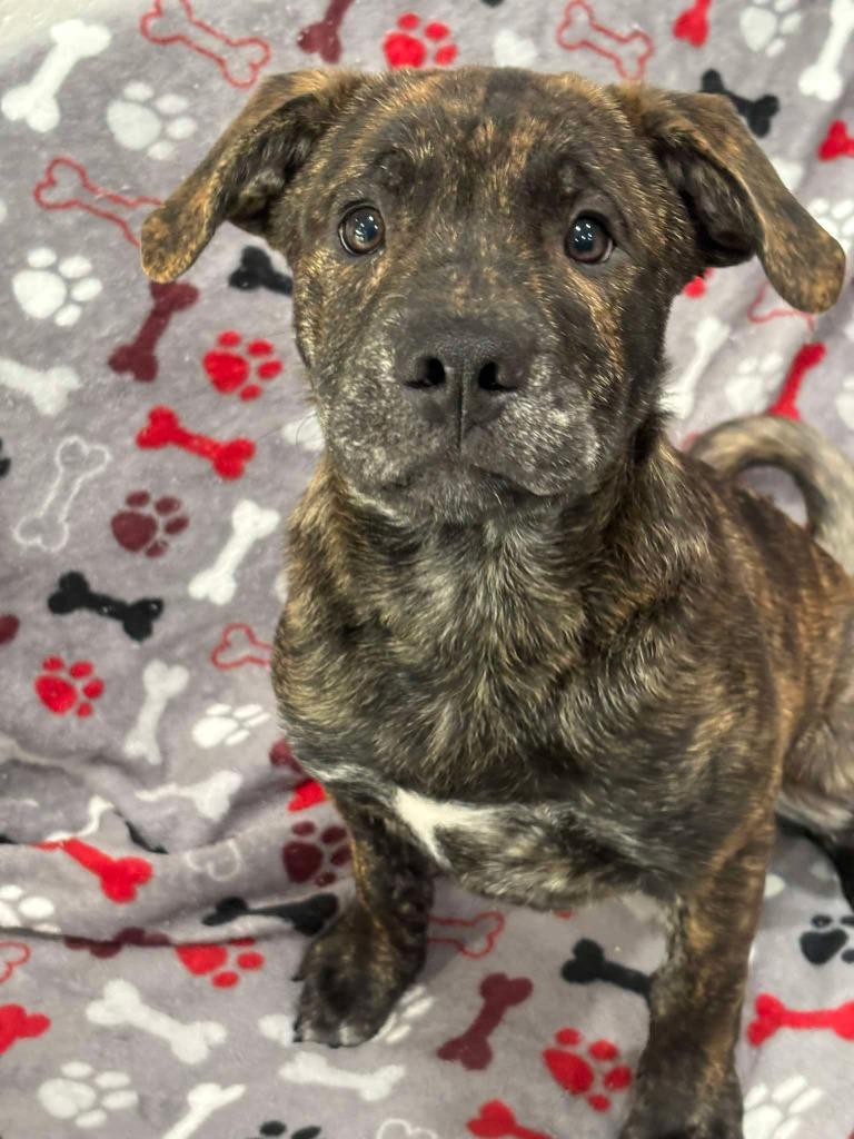 Enlarge TRITON, a Adoptable mixed breed in Warrenton, NC image 4/4