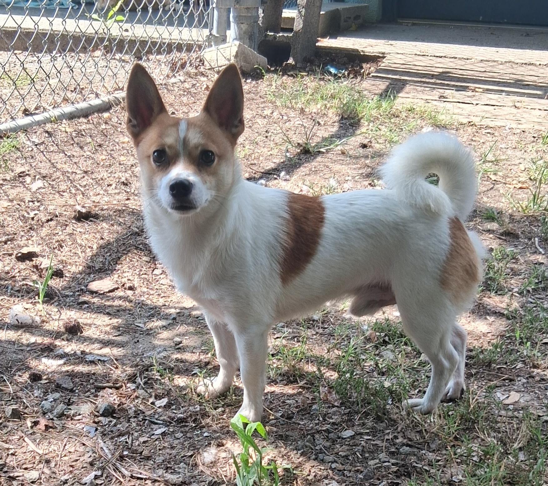 Enlarge Louie, a Adopted Jack Russell Terrier in Onley, VA image 2/4