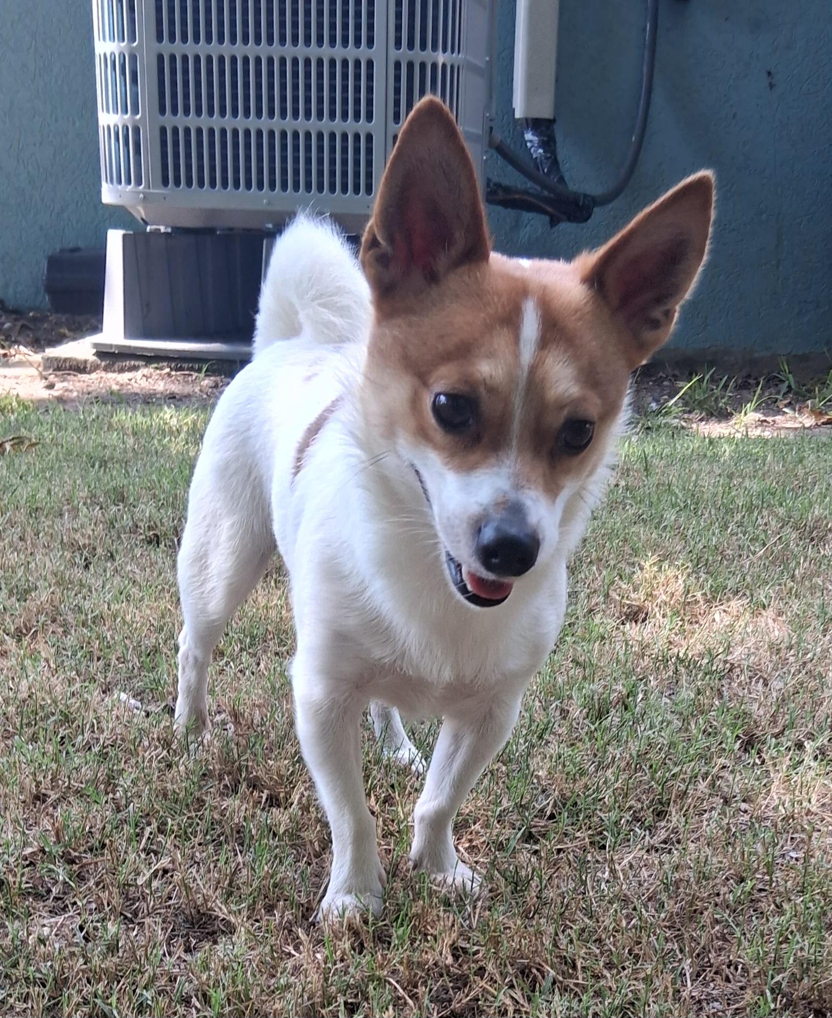 Enlarge Louie, a Adopted Jack Russell Terrier in Onley, VA image 3/4