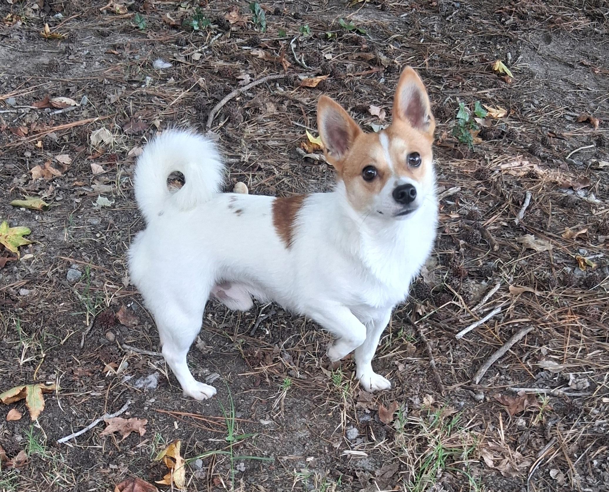 Louie, Adopted, Adult Male Jack Russell Terrier.