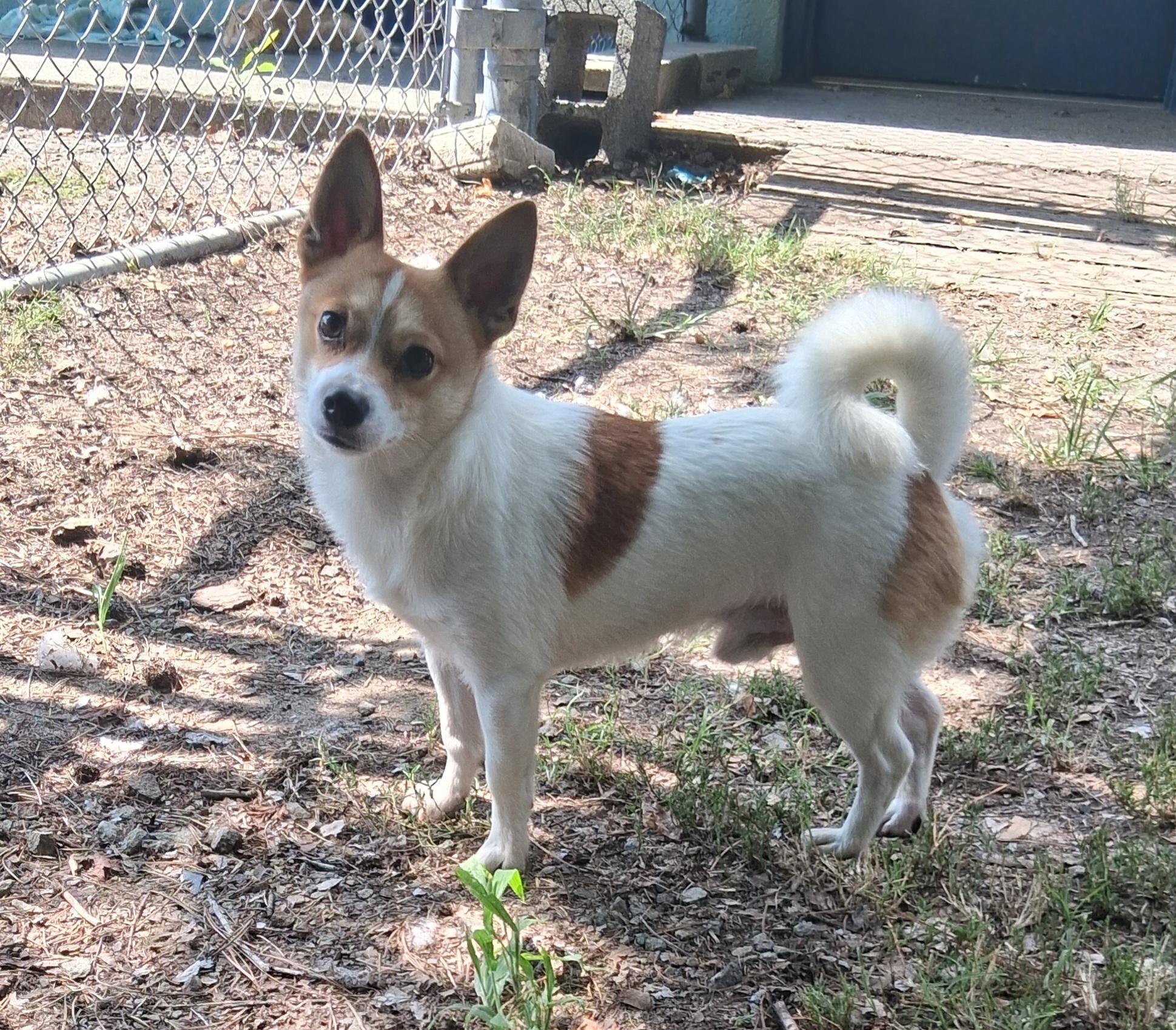 Enlarge Louie, a Adopted Jack Russell Terrier in Onley, VA image 4/4