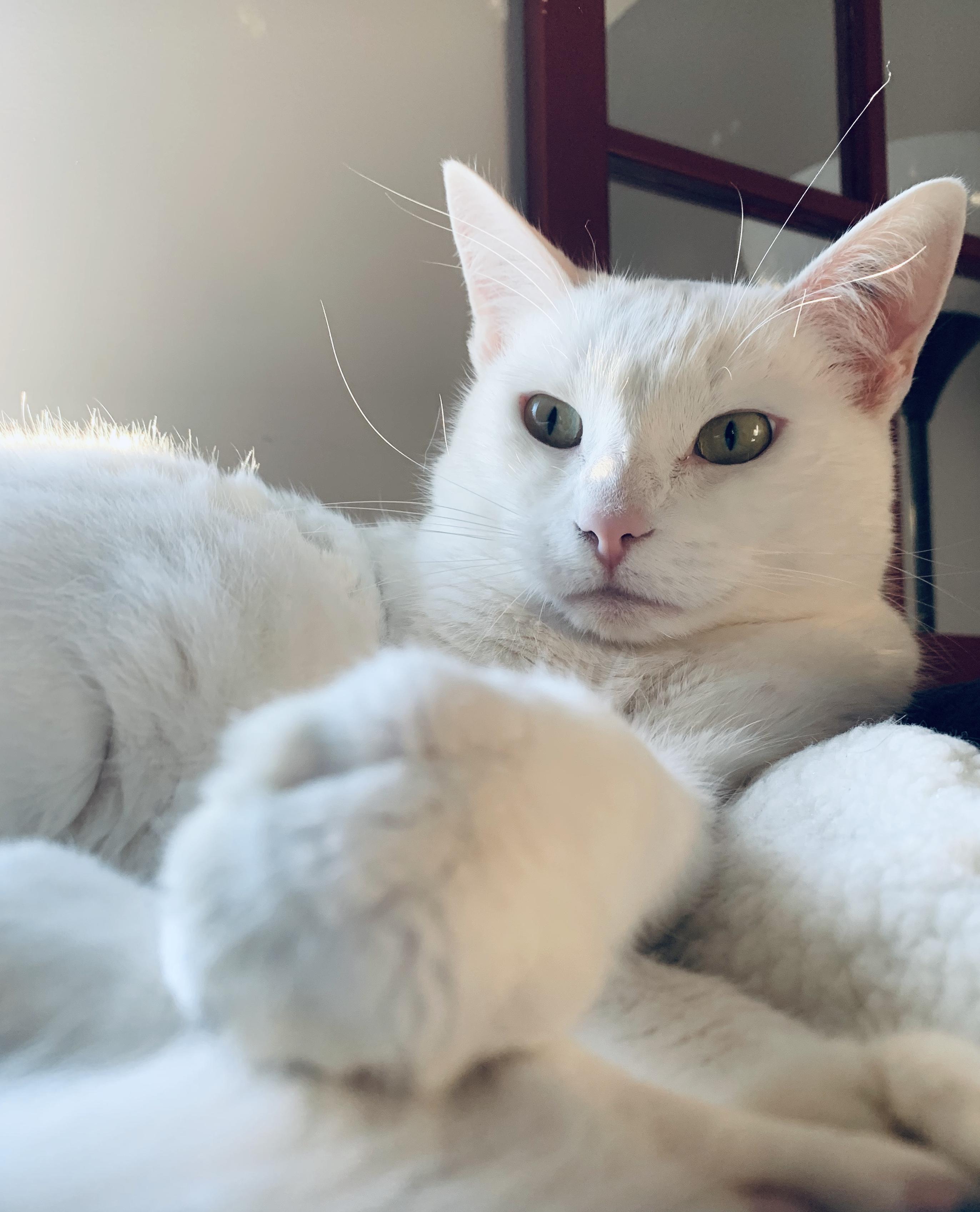 Billie Jean, Adoptable, Senior Female Domestic Short Hair.