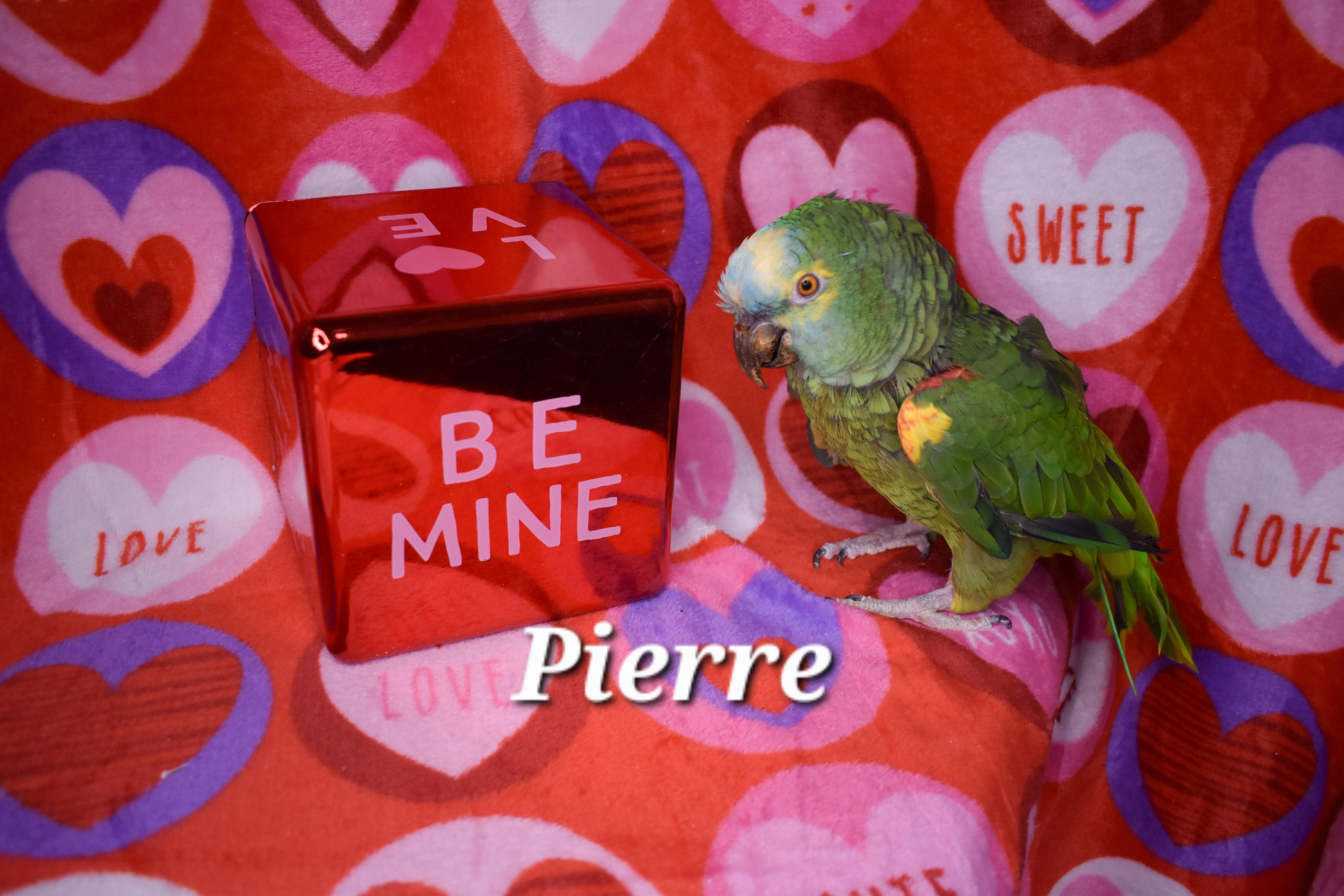 Pierre, Adoptable, Senior Male Amazon.