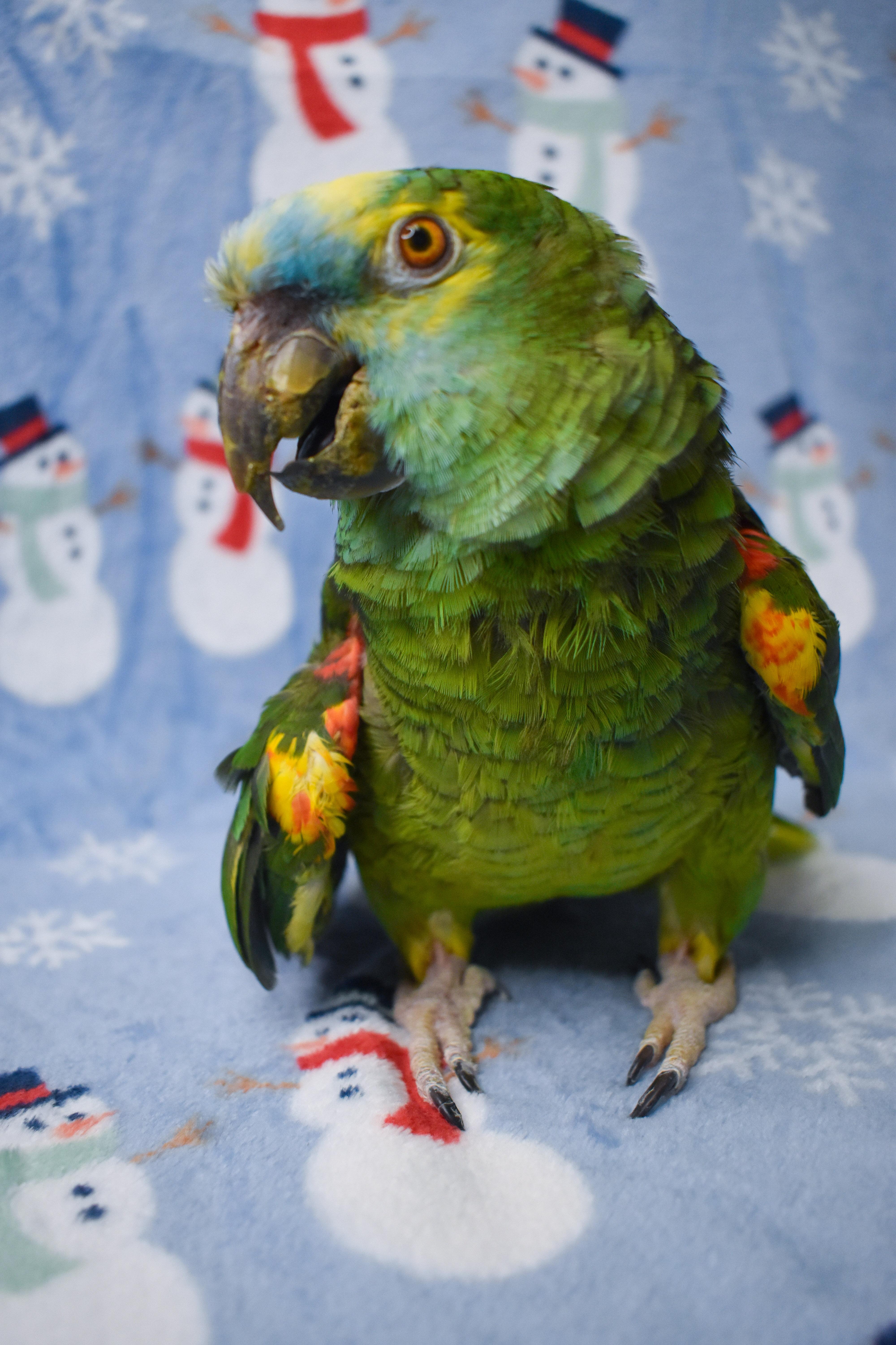 Enlarge Pierre, a Adoptable Amazon in Waukesha, WI image 1/6