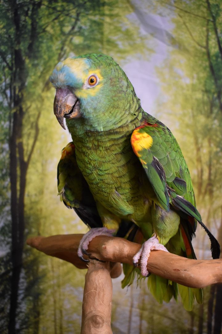 Enlarge Pierre, a Adoptable Amazon in Waukesha, WI image 6/6