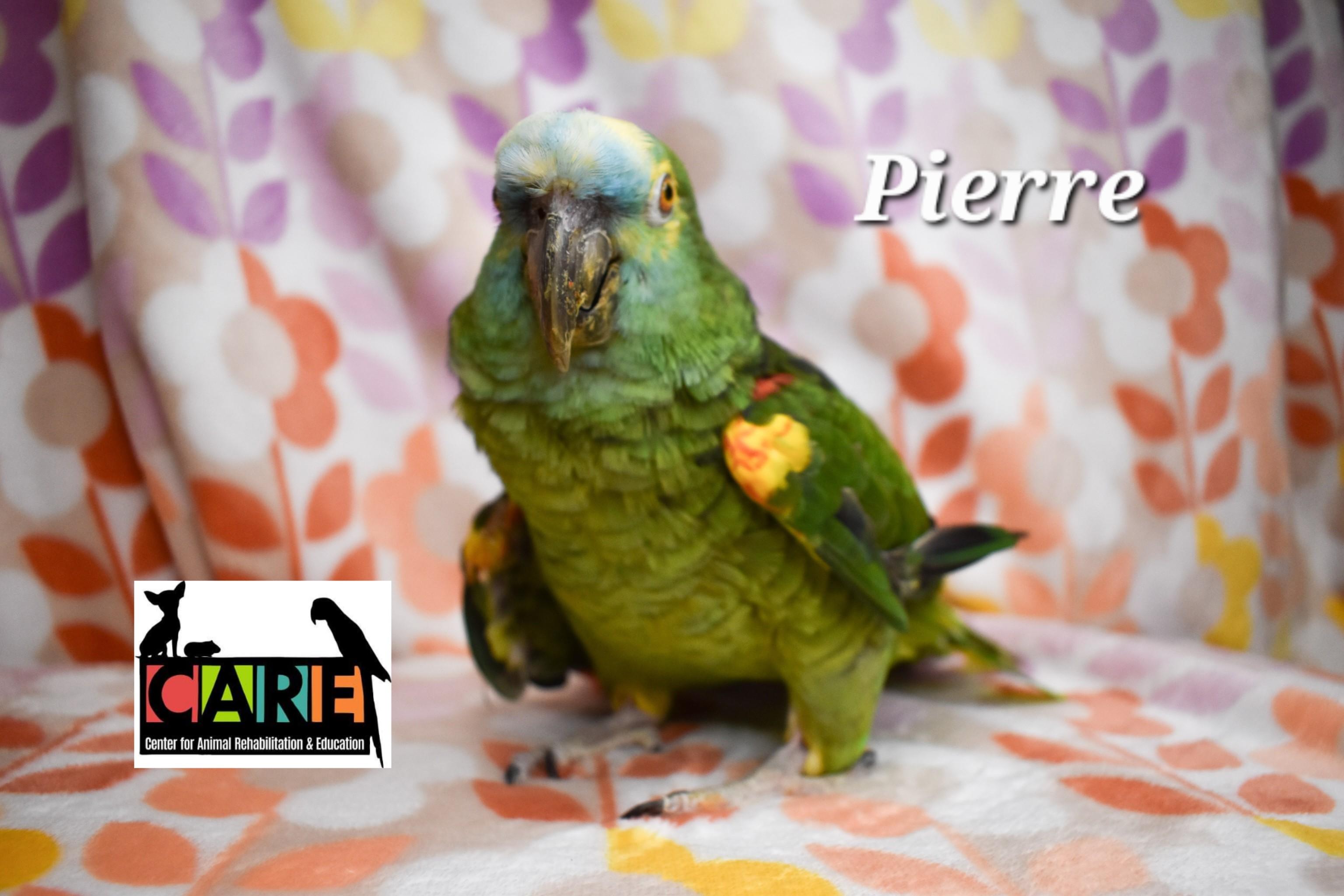 Enlarge Pierre, a Adoptable Amazon in Waukesha, WI image 4/6