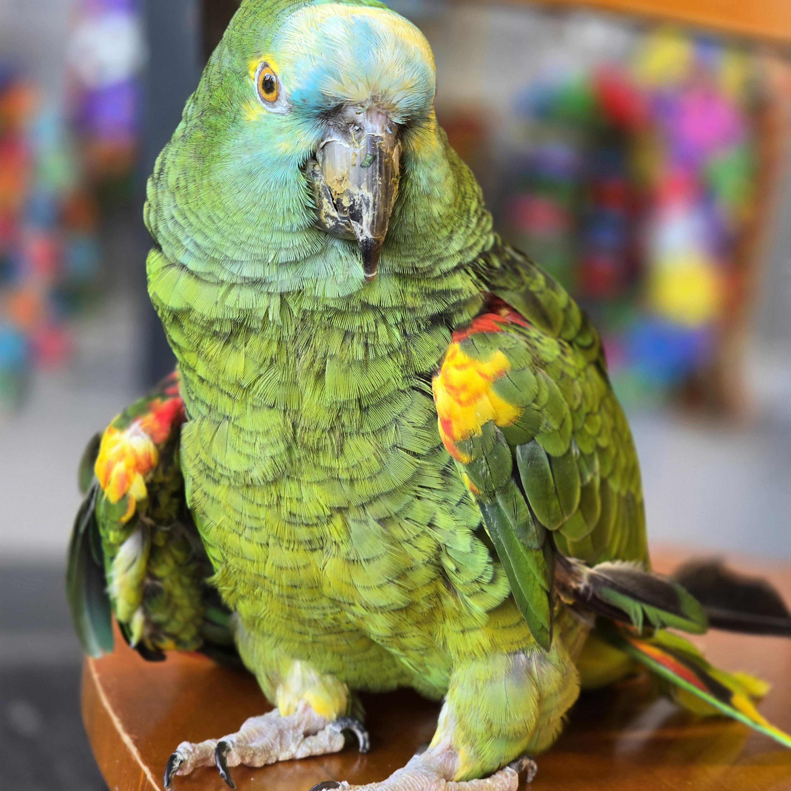 Pierre, Adoptable, Senior Male Amazon.