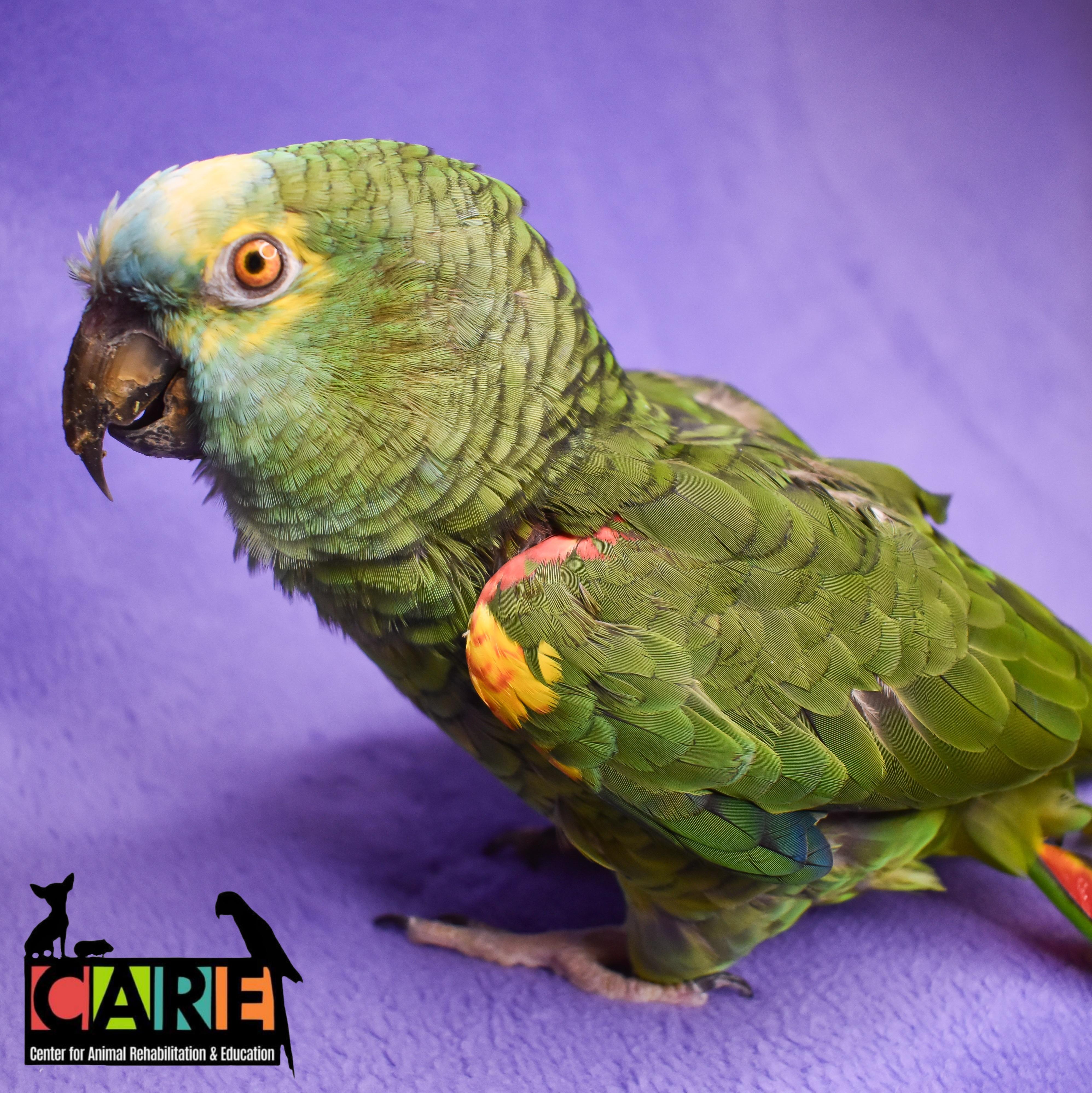 Enlarge Pierre, a Adoptable Amazon in Waukesha, WI image 2/6