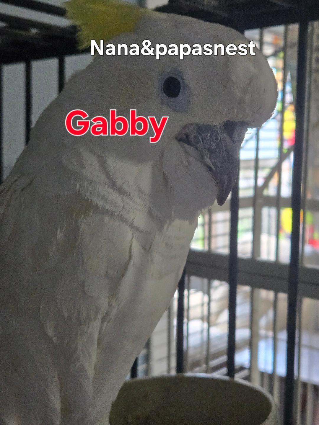 Enlarge Gabby, an adoptable Cockatoo in Wakefield, VA image 1/1