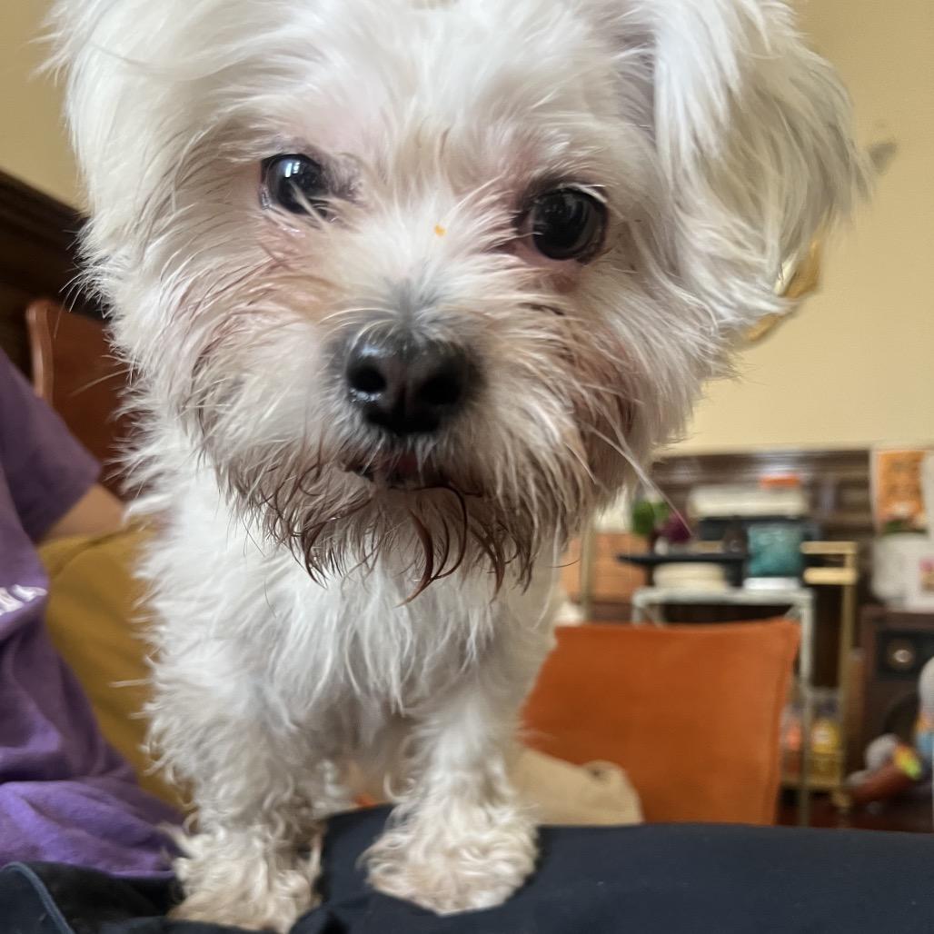 Oliver (Benefactor Dog)