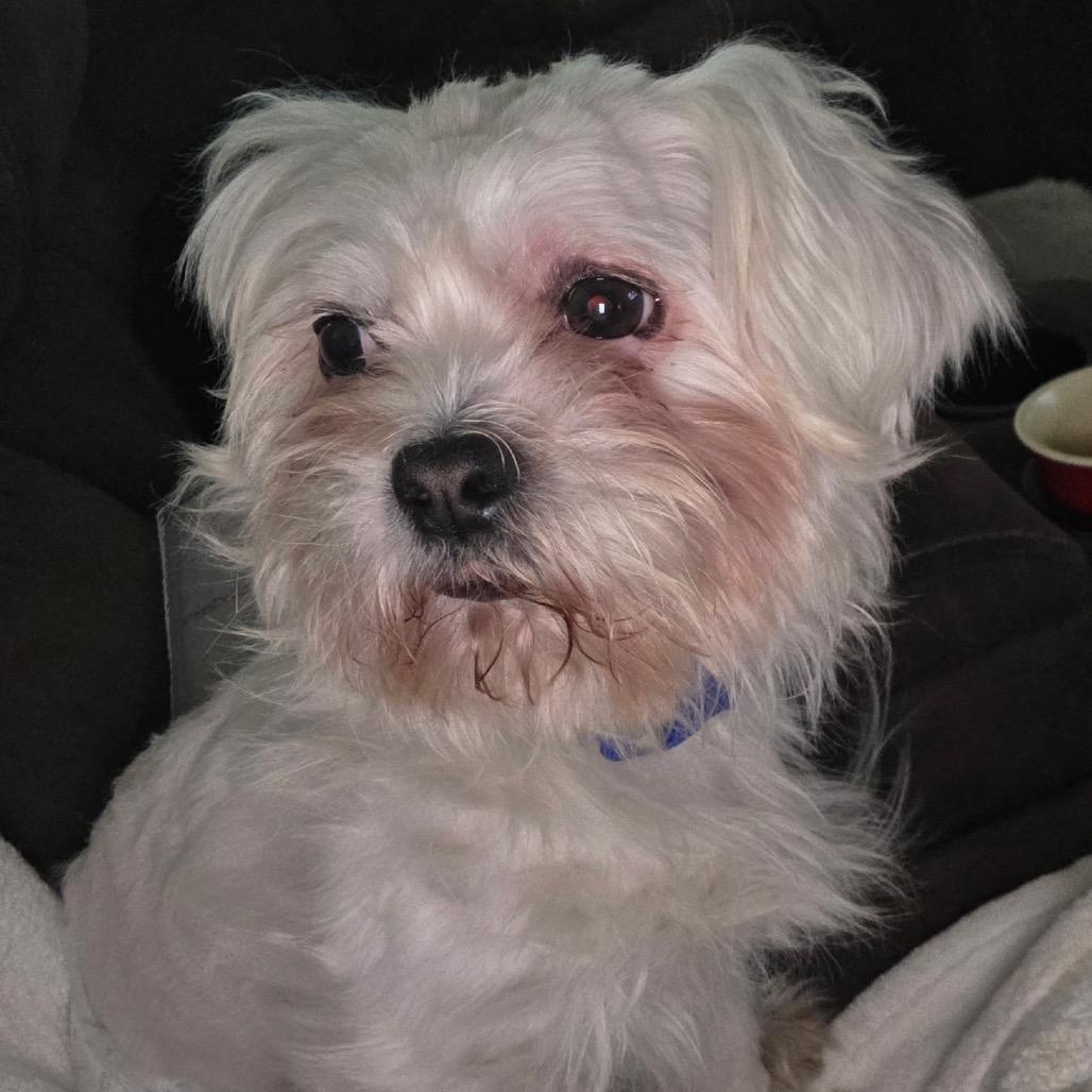 Oliver (Benefactor Dog) — thumbnail 2