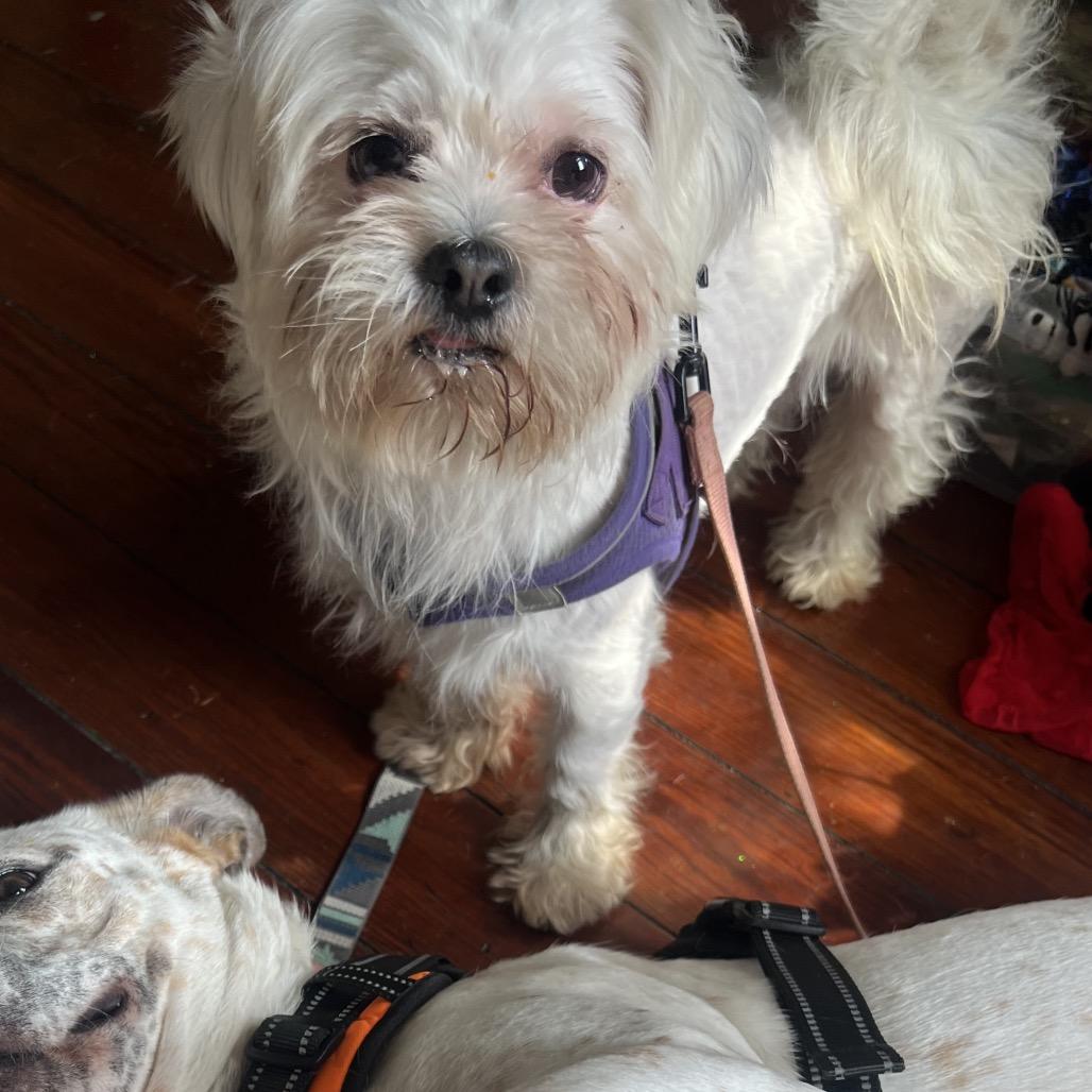 Oliver (Benefactor Dog) — thumbnail 3