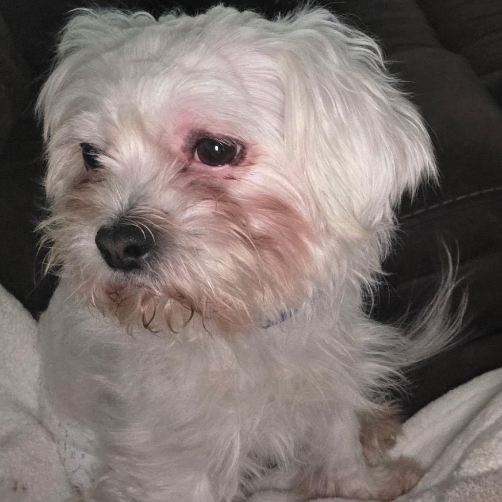 Oliver (Benefactor Dog) — thumbnail 4