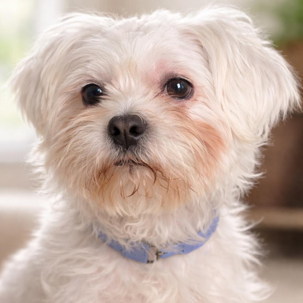 Oliver (Benefactor Dog) — thumbnail 5