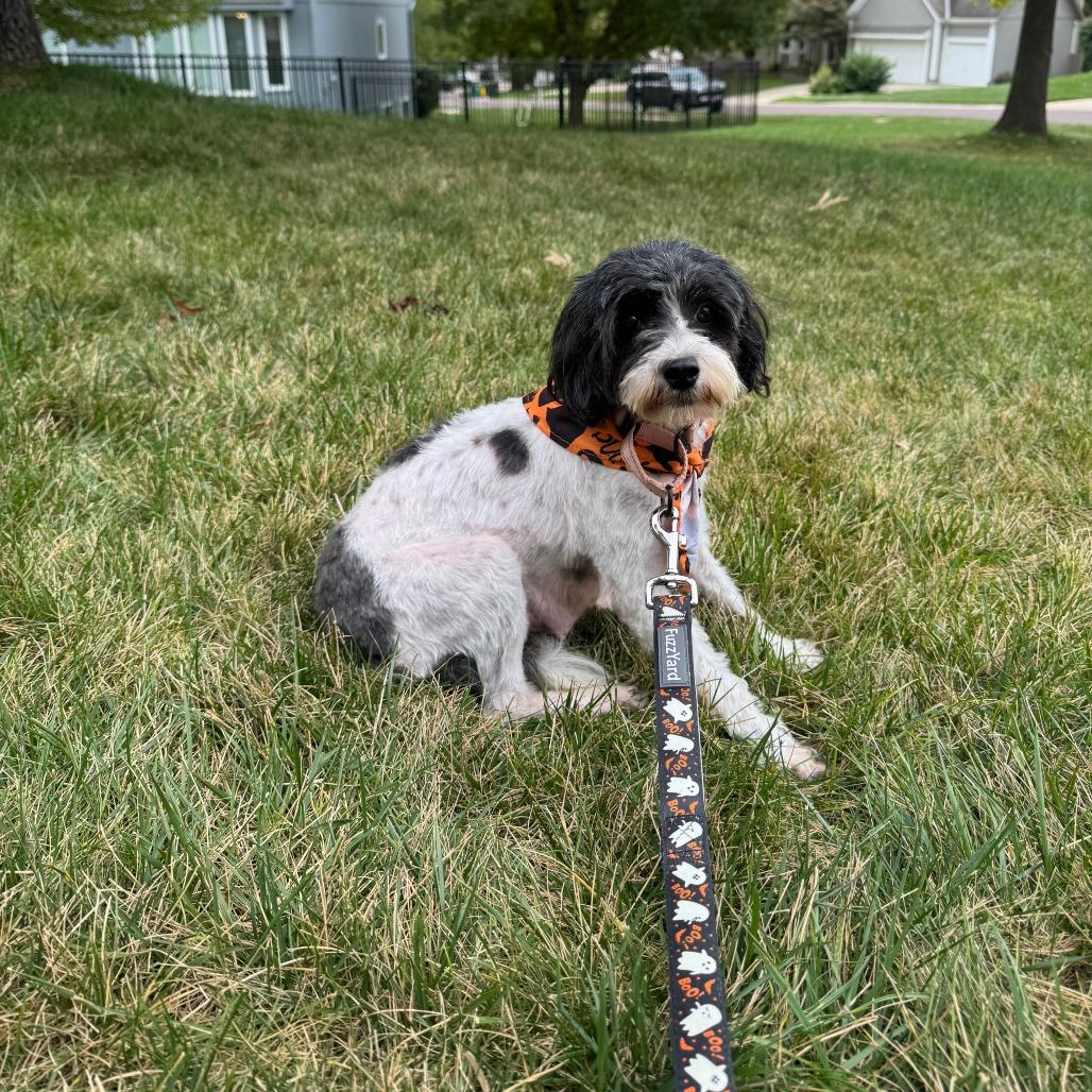 Staci, Adoptable, Adult Female Terrier & Mixed Breed.