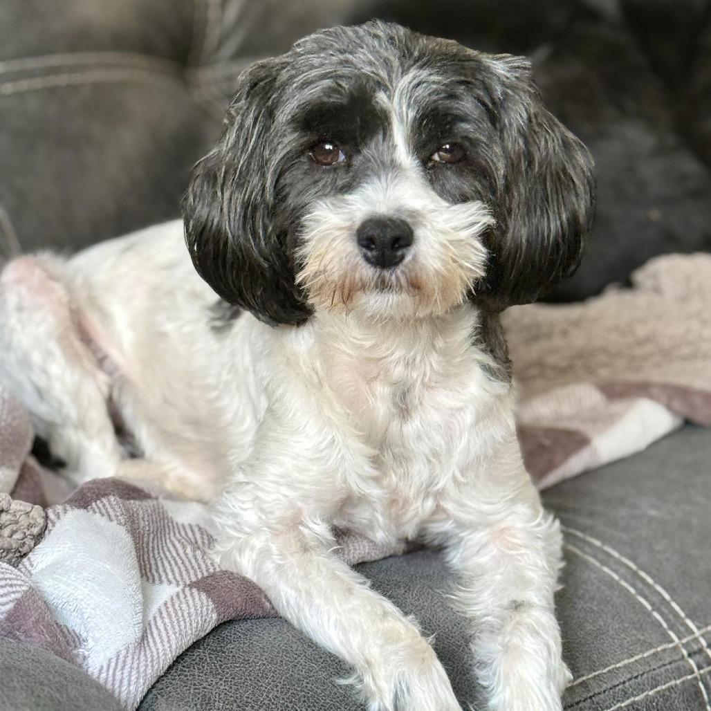 Enlarge Staci, a Adoptable mixed breed in Olathe, KS image 2/6