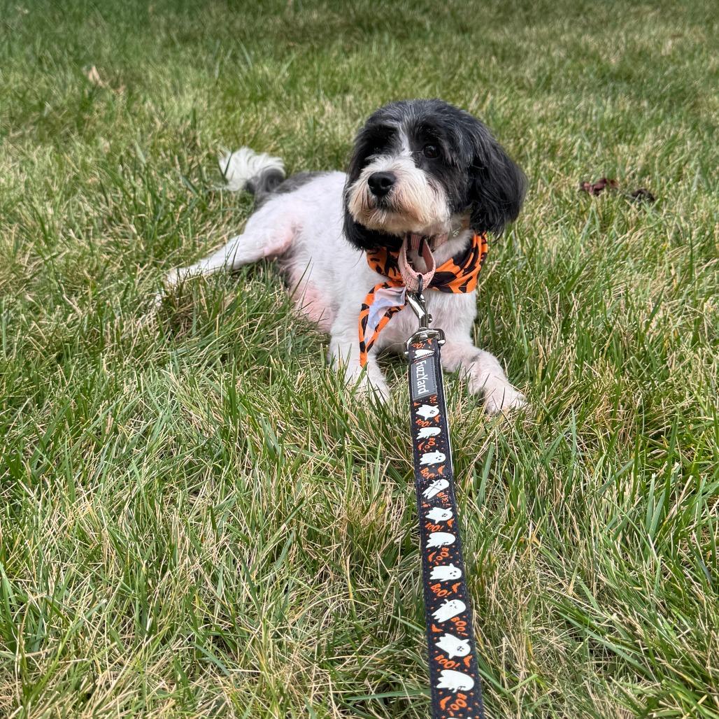 Enlarge Staci, a Adoptable mixed breed in Olathe, KS image 4/6