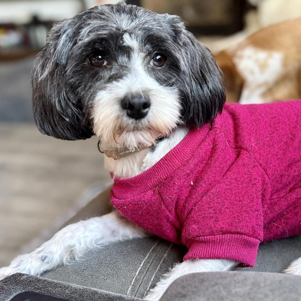 Enlarge Staci, a Adoptable mixed breed in Olathe, KS image 5/6