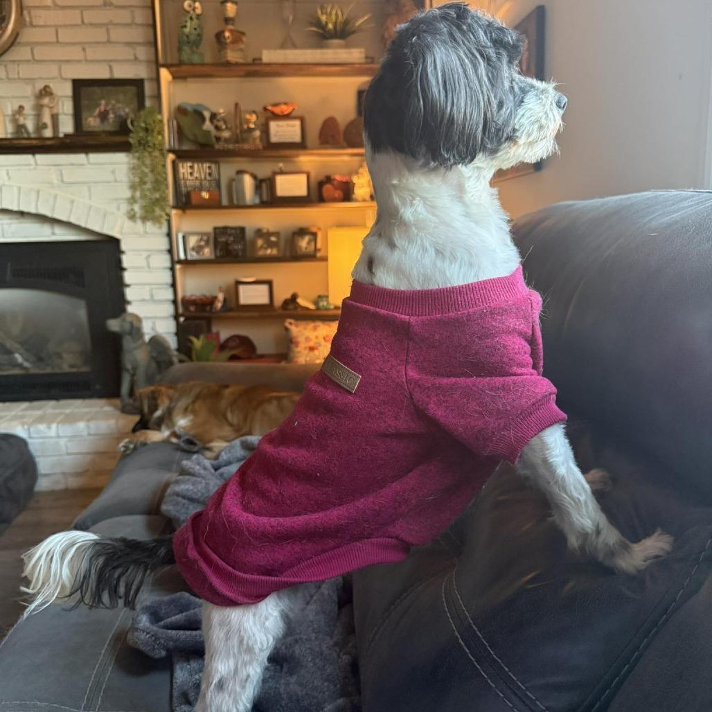 Enlarge Staci, a Adoptable mixed breed in Olathe, KS image 6/6