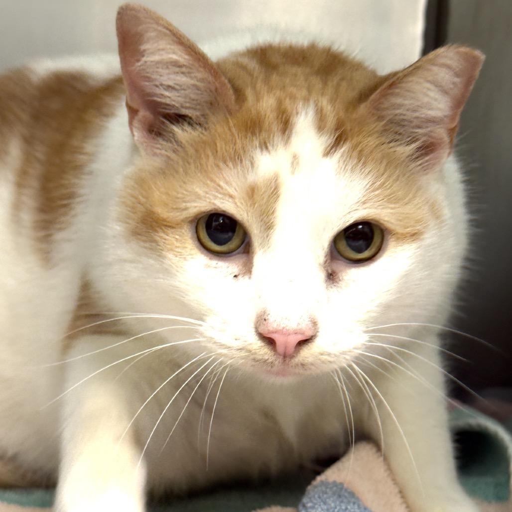 Bella, Adoptable, Adult Female Domestic Short Hair.