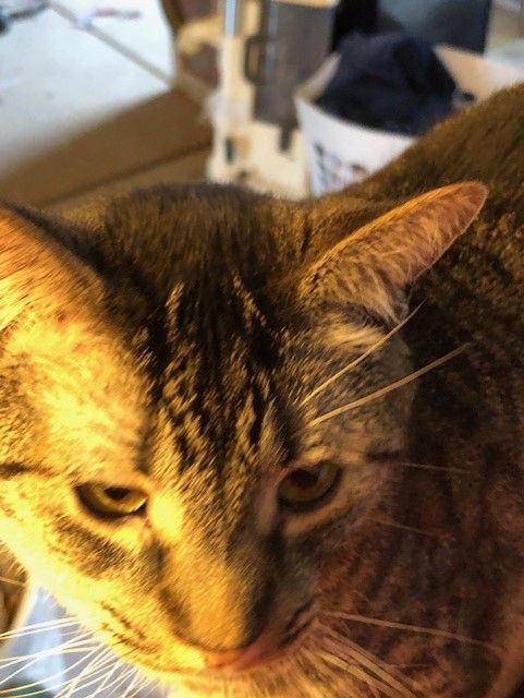 Ronda, Adoptable, Adult Female Tiger & Domestic Short Hair.