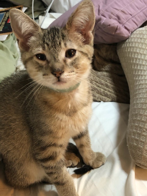 Enlarge Ronda, a Adoptable mixed breed in Ludington, MI image 2/4