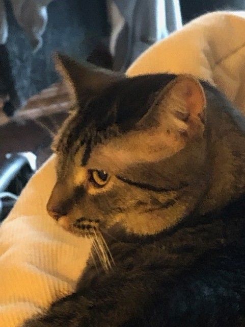 Enlarge Ronda, a Adoptable mixed breed in Ludington, MI image 3/4