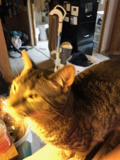 Enlarge Ronda, a Adoptable mixed breed in Ludington, MI image 4/4