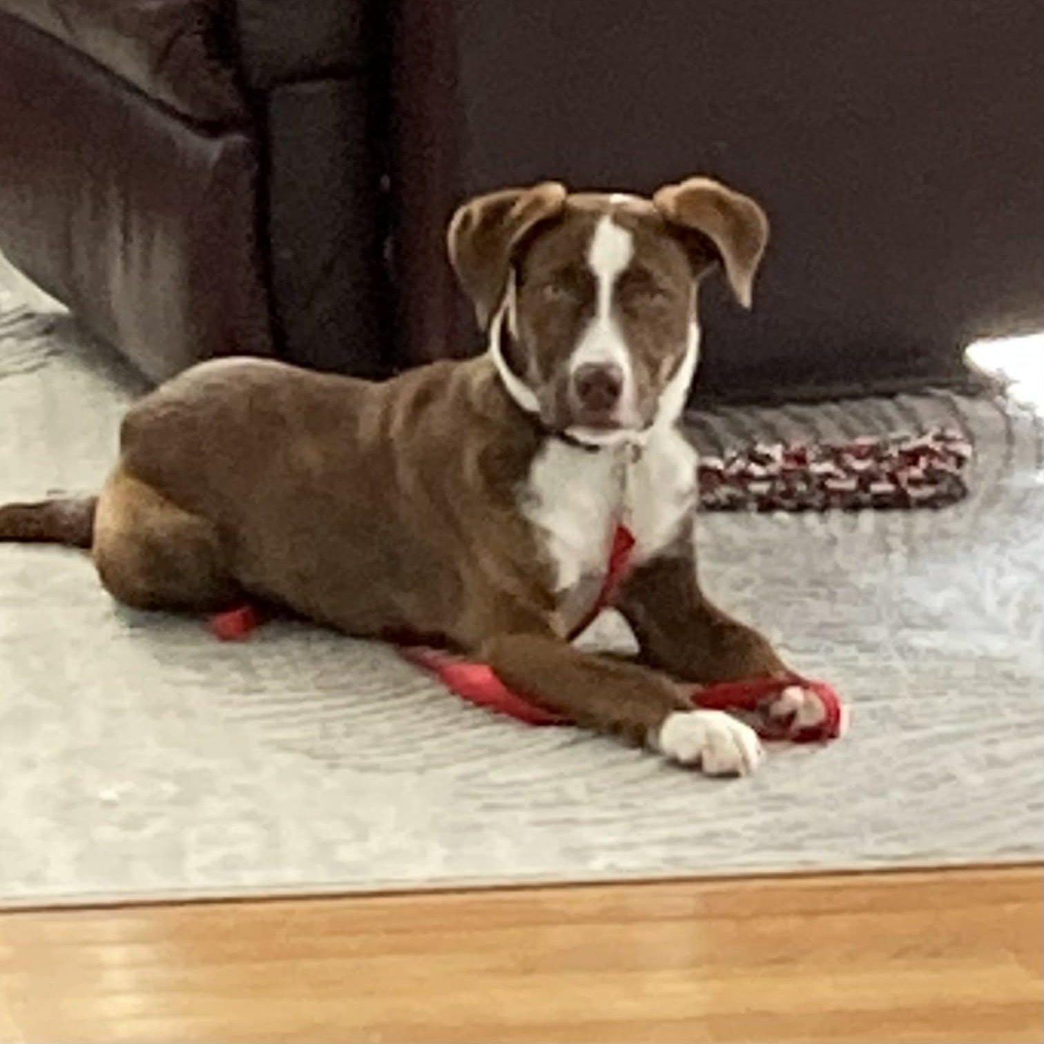 Charlie Brown, a ADOPTABLE Mixed Breed in Woolwich, ME image 1/3